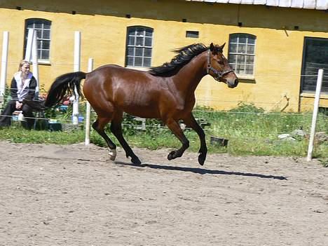 Anden særlig race Farmens Lucky Star  - Yeeeeeehaaaaarrrrrrrr:P  billede 19