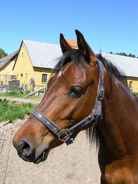 Anden særlig race Farmens Lucky Star  - SÅÅÅÅHHH SØØØØØØD;-) billede 20