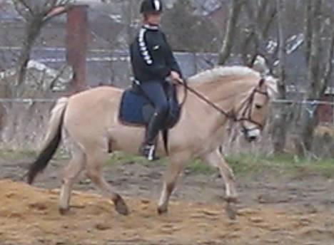 Fjordhest Bølle Bob solgt - gammelt. billede 7