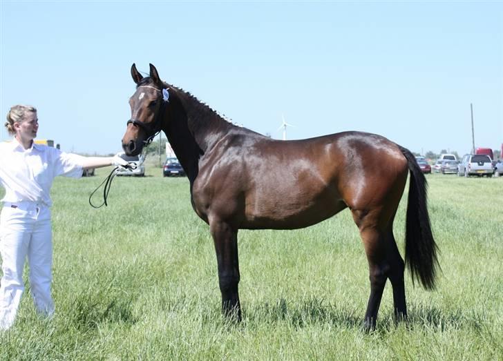 Oldenborg Dea af Vodagergård - Fra d. 6. juni 2008 - Dea til Roskilde Dyrskue billede 1