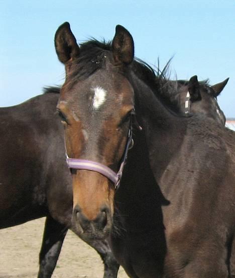 Oldenborg Dea af Vodagergård - Fra d. 22. april 2007 - Dea smukke hovede billede 2