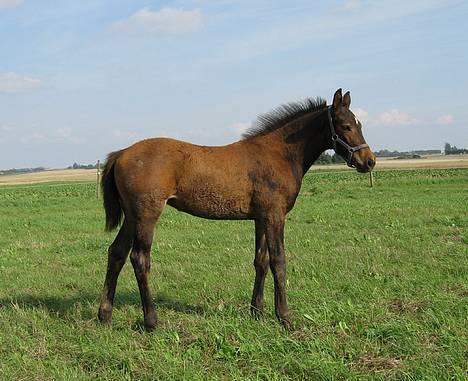 Oldenborg Dea af Vodagergård - D. 16. august 2006 - Baby-Dea på fold billede 3