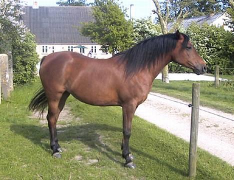 Sportsaraber (A) SAH/OX Aiwonka billede 10