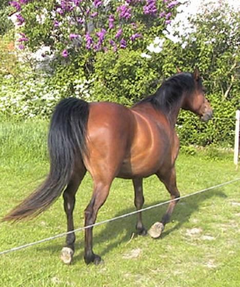 Sportsaraber (A) SAH/OX Aiwonka billede 11