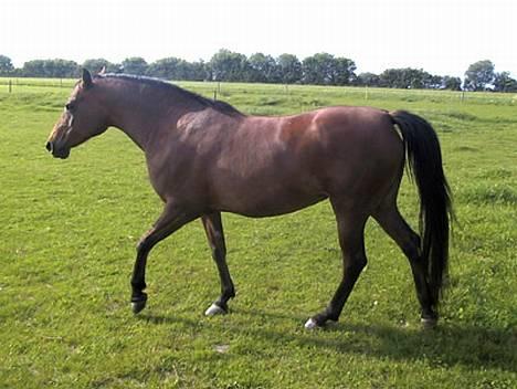 Sportsaraber (A) SAH/OX Aiwonka billede 12