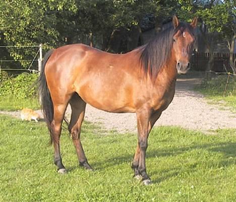 Sportsaraber (A) SAH/OX Aiwonka billede 13