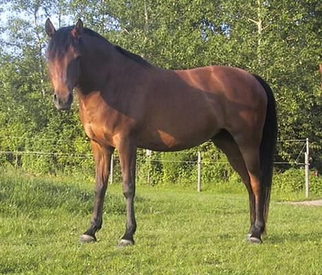 Sportsaraber (A) SAH/OX Aiwonka billede 14