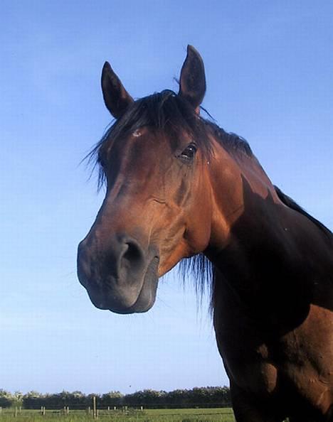 Sportsaraber (A) SAH/OX Aiwonka billede 15