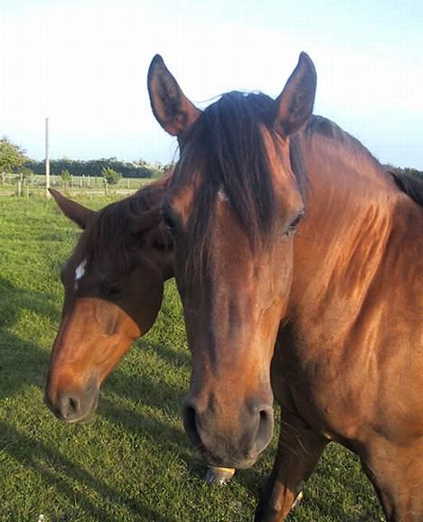 Sportsaraber (A) SAH/OX Aiwonka billede 16