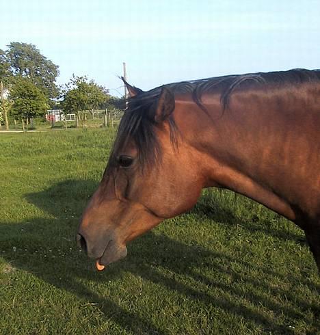 Sportsaraber (A) SAH/OX Aiwonka billede 17