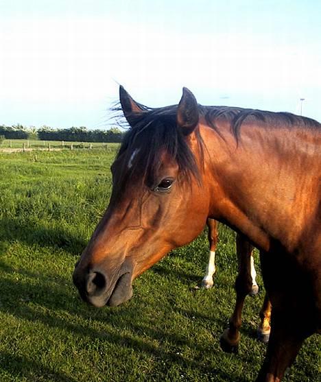 Sportsaraber (A) SAH/OX Aiwonka billede 18