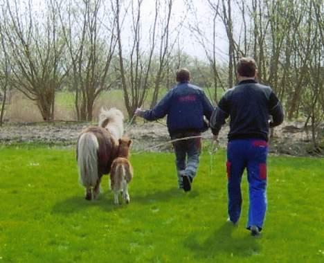 Anden særlig race  Camilla - Camilla og Flicka på vej ud på folden første gang sammen hehe billede 7