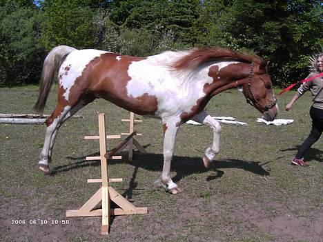 Pinto Janus21 - janus billede 2