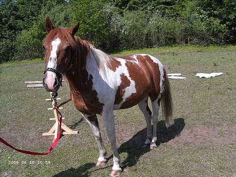 Pinto Janus21 - janus billede 3