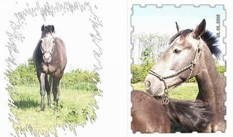 Anden særlig race Moon Shadow *SOLGT* billede 20