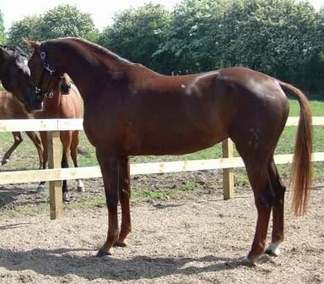 Hannoveraner Davina R.I.P <3 - Hun hilser lige på Janni :) billede 3