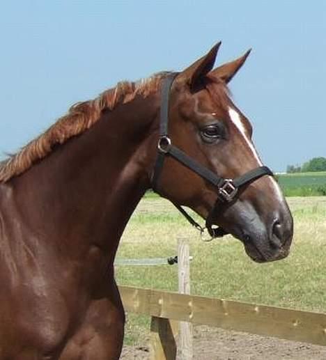 Hannoveraner Davina R.I.P <3 - Dejlige Davina med de funklende diamant øjne <3 billede 4