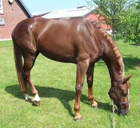 Hannoveraner Davina R.I.P <3 - "Mmm.. GRÆS lige fra plænen!" :D billede 5