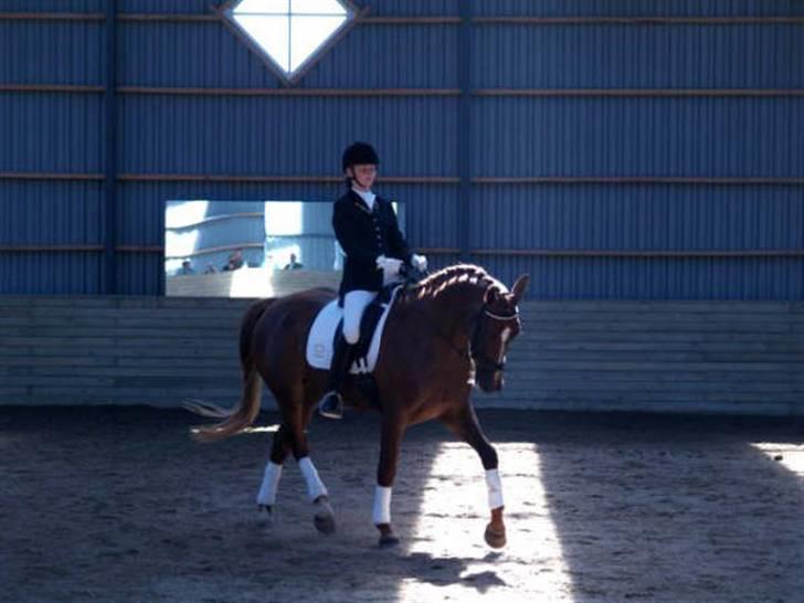 Hannoveraner Davina R.I.P <3 - Fra vores første stævne sammen (:  billede 6