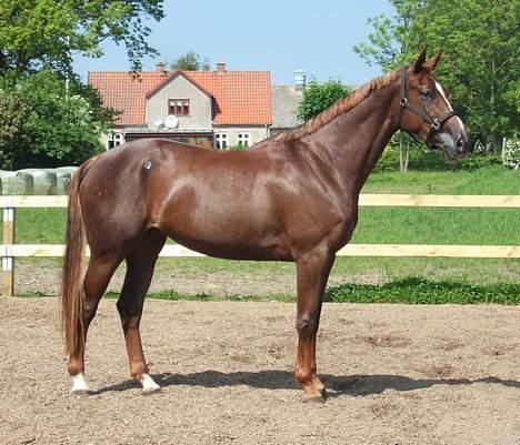 Hannoveraner Davina R.I.P <3 - Hun er bare så yndig ! regner med at hun går i DH til kåringen :P billede 7