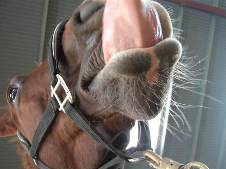 Hannoveraner Davina R.I.P <3 - "mm, se min lækre tunge og put gerne noget spiseligt ind i munden på mig." billede 8