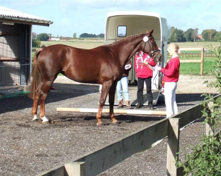 Hannoveraner Davina R.I.P <3 - Dette billede er fra kåringen. Hun blev reservefløj og gik i DH :-) billede 9