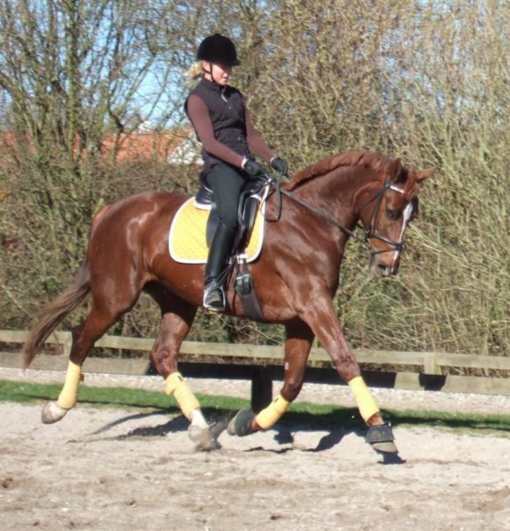 Hannoveraner Davina R.I.P <3 - Flotte Davina  billede 10