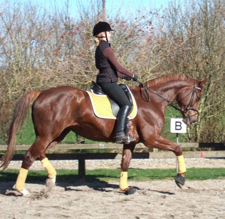 Hannoveraner Davina R.I.P <3 - Schön :D nu med nyt underlag og bandager til samlet pris a 169 kr. Det er billigere end Bilka. :D billede 11