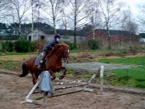 Anden særlig race Laban SOLGT - Jeg siger `nuuu´ fordi min søster skulle tage billedet.... hehe billede 16