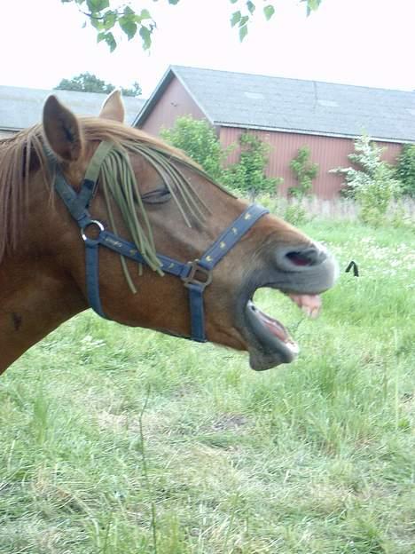 Anden særlig race Laban SOLGT - Årh den lille stakkel var træt... billede 17