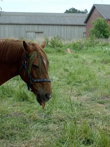 Anden særlig race Laban SOLGT - Neeeej Laban, man må ikk række tunge til kameraet... billede 18