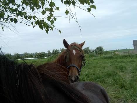 Anden særlig race Laban SOLGT - Kukkelu.... billede 19