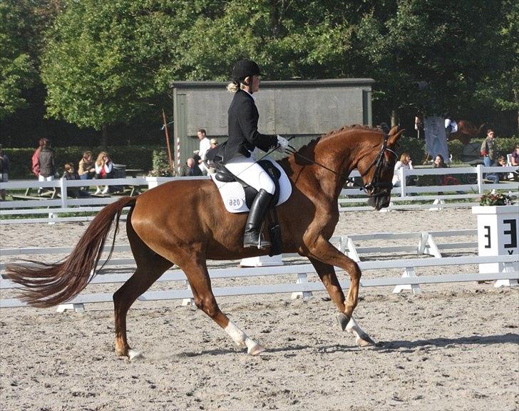 Dansk Varmblod Mi Amor (Solgt) - Smuksak :D billede 5