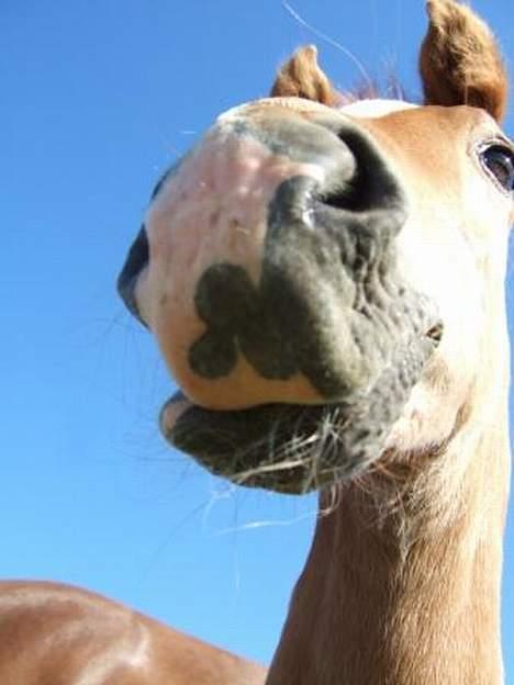 Dansk Varmblod Mi Amor (Solgt) - Hans smukke tre-kløver mule :D hehe..  billede 7