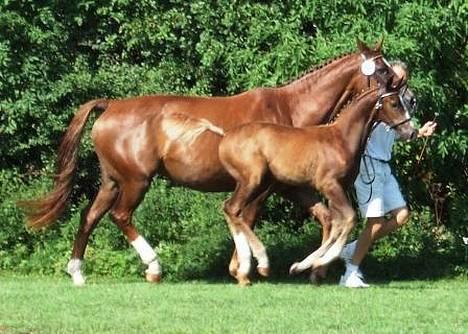 Dansk Varmblod Mi Amor (Solgt) - frækkert ! :D og i flyvende galop! det er ´´morfar´´ der løber med Mira. billede 8