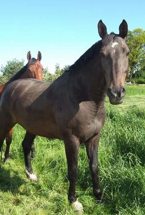 Dansk Varmblod Janni R.I.P. - Hygge på folden med Cheasy i baggrunden billede 12