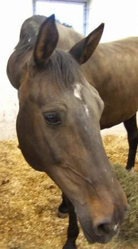 Dansk Varmblod Janni R.I.P. - Janni kigger lige ud af boksen :) billede 13