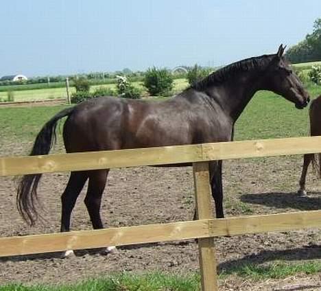 Dansk Varmblod Janni R.I.P. - Sommerhygge :D billede 14