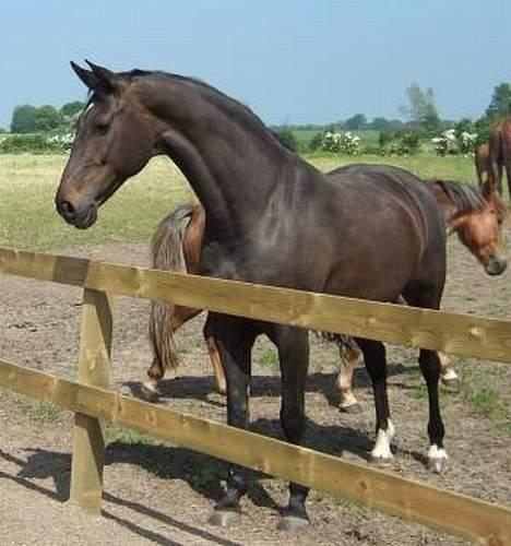 Dansk Varmblod Janni R.I.P. - janni fik lige øje på Davina :D billede 15