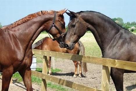 Dansk Varmblod Janni R.I.P. billede 18