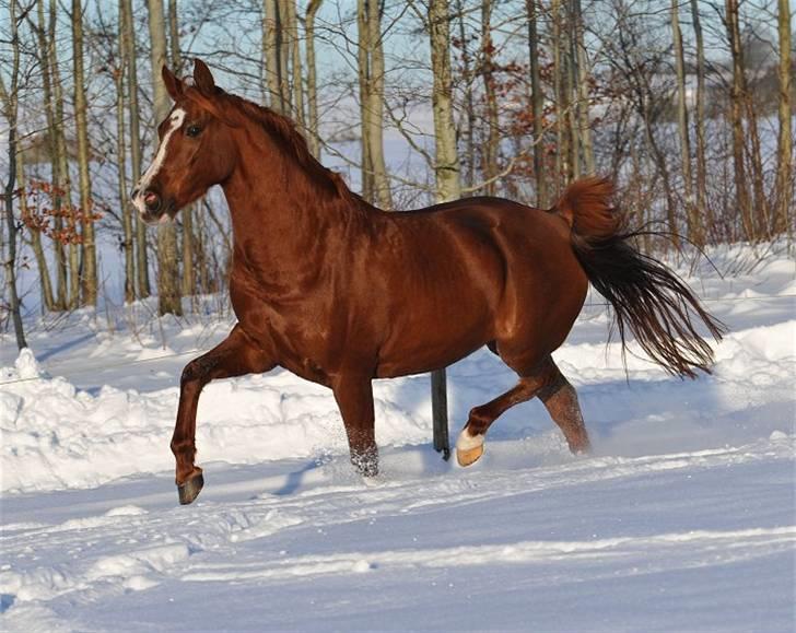 Anden særlig race Aarupgårdes Modena... - Velkommen til min profil.....c",)....Foto: Jani P billede 1