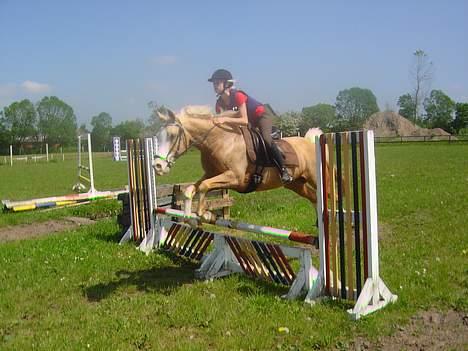 Palomino Shulay Gold 'n' Silver  - Da vi begyndte genoptræningen igen om sommeren :) billede 12