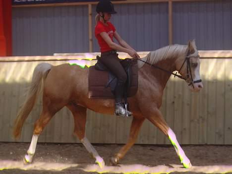 Palomino Shulay Gold 'n' Silver  - Ridning (: billede 13