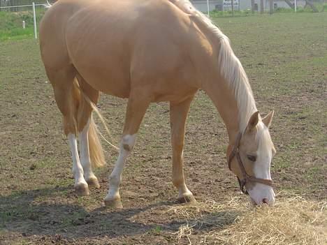 Palomino Shulay Gold 'n' Silver  - spiser lidt hø (: billede 15