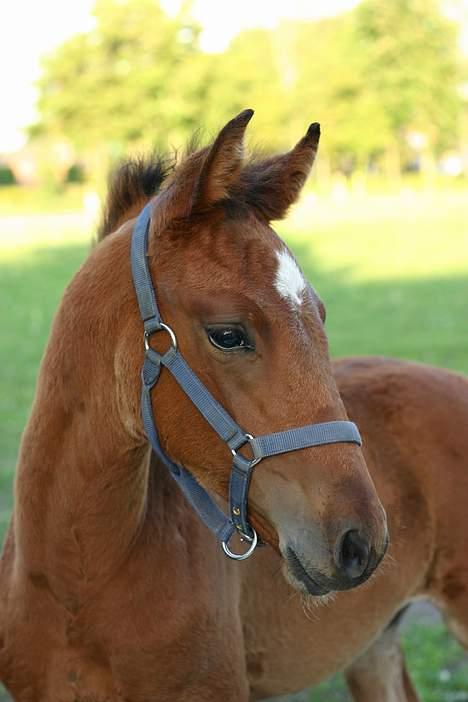 Anden særlig race Doktorgårdens Kianti billede 16