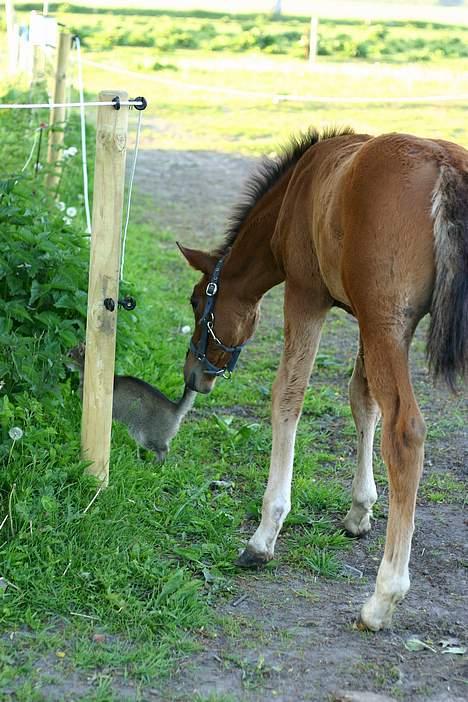 Anden særlig race Doktorgårdens Kianti - ØHH hvem er du??? billede 17