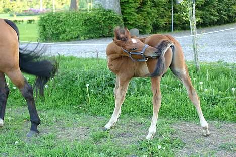 Anden særlig race Doktorgårdens Kianti - ÆIJH hva er det for en tingest... billede 18