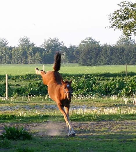 Anden særlig race Doktorgårdens Kianti billede 19