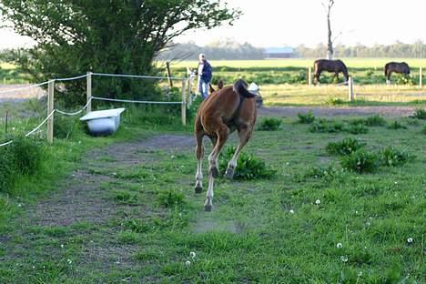 Anden særlig race Doktorgårdens Kianti - I kan få baghjul ka i HAHA billede 20