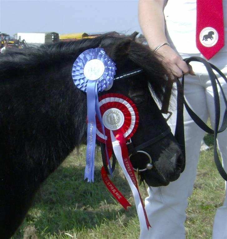 Shetlænder Isabella- Død  - Smukke Isabella, 2008 billede 1